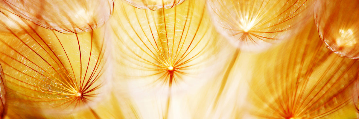 panoramic-poster-print-close-up-dandelion-in-light-panorama