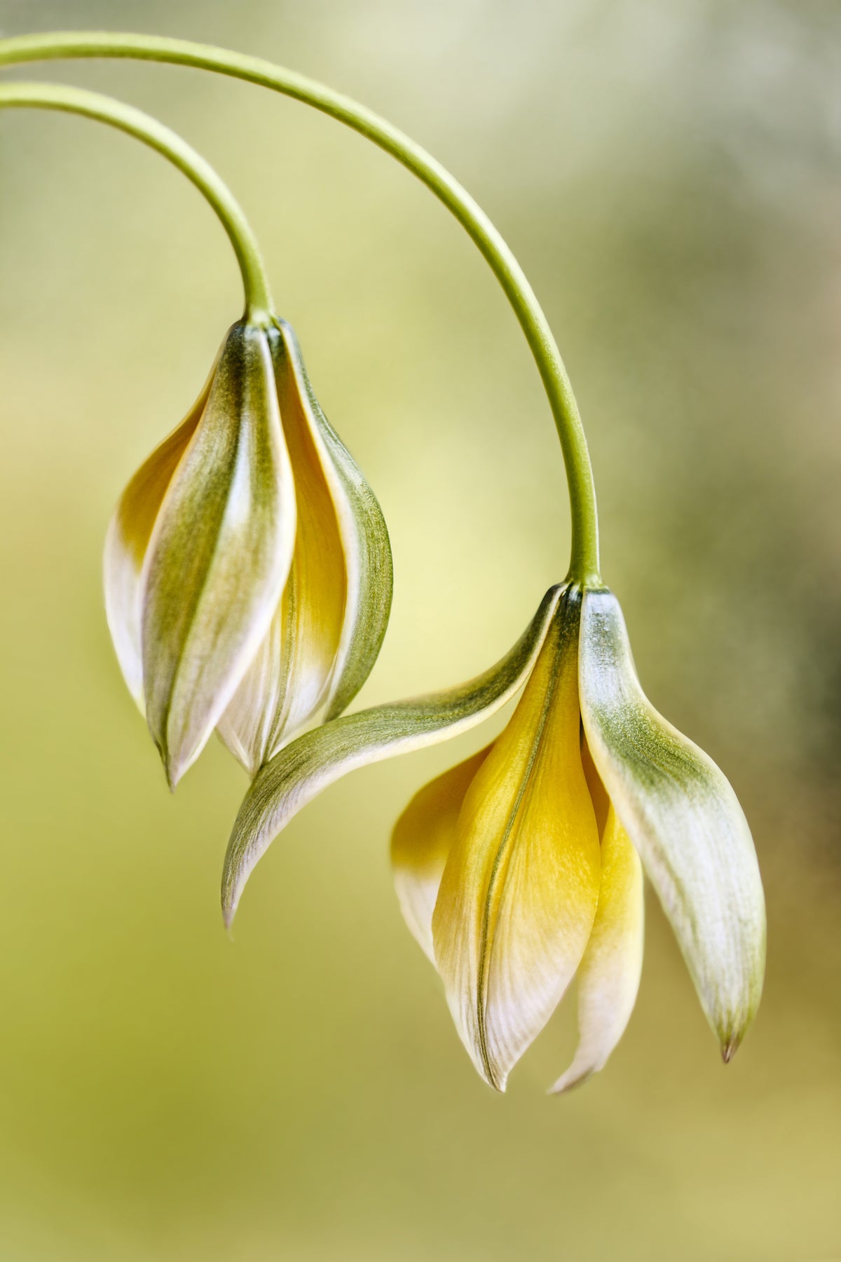 poster-print-tulipa-x