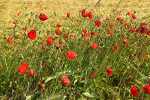 framedposter-print-the-poppy-in-the-wind