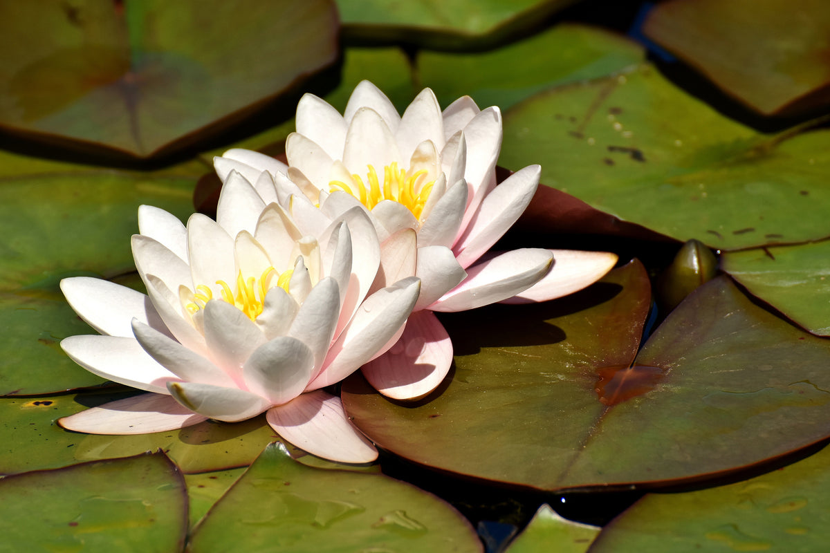 framedposter-print-water-lily-duo-in-white