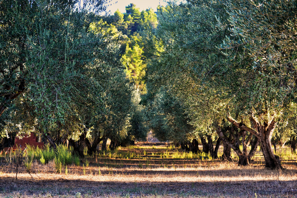 framedposter-print-magnificent-olive-trees