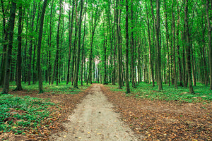 framedcanvas-print-pine-forests