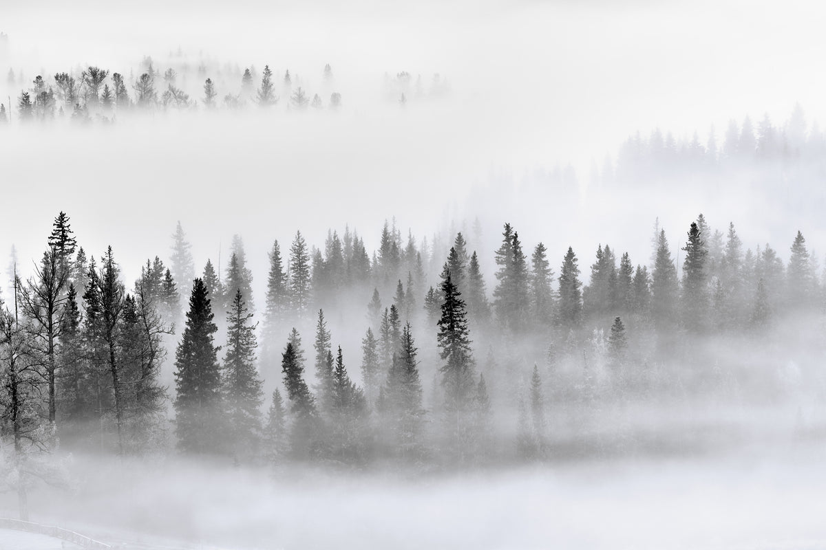 framedposter-print-foggy-forest