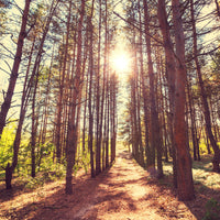 poster-print-light-at-the-end-of-the-forest-path