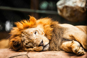 modern-3-piece-aluminium-print-relaxed-lion