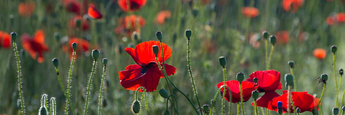 panoramic-poster-print-wild-poppy-panorama