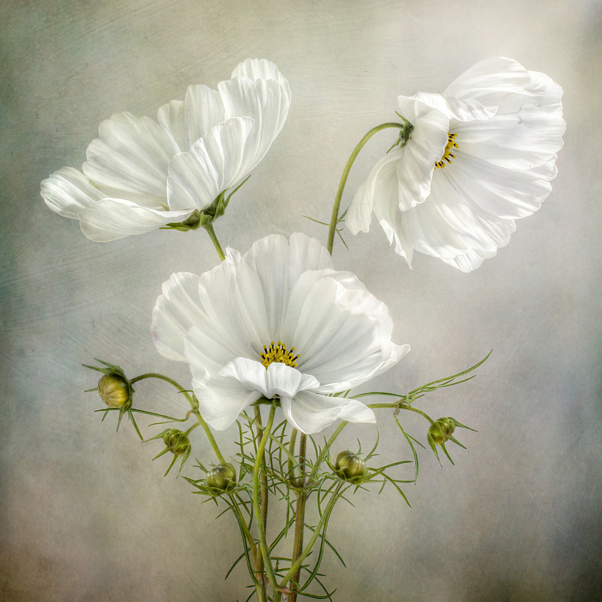 9-piece-canvas-print-cosmos-charm
