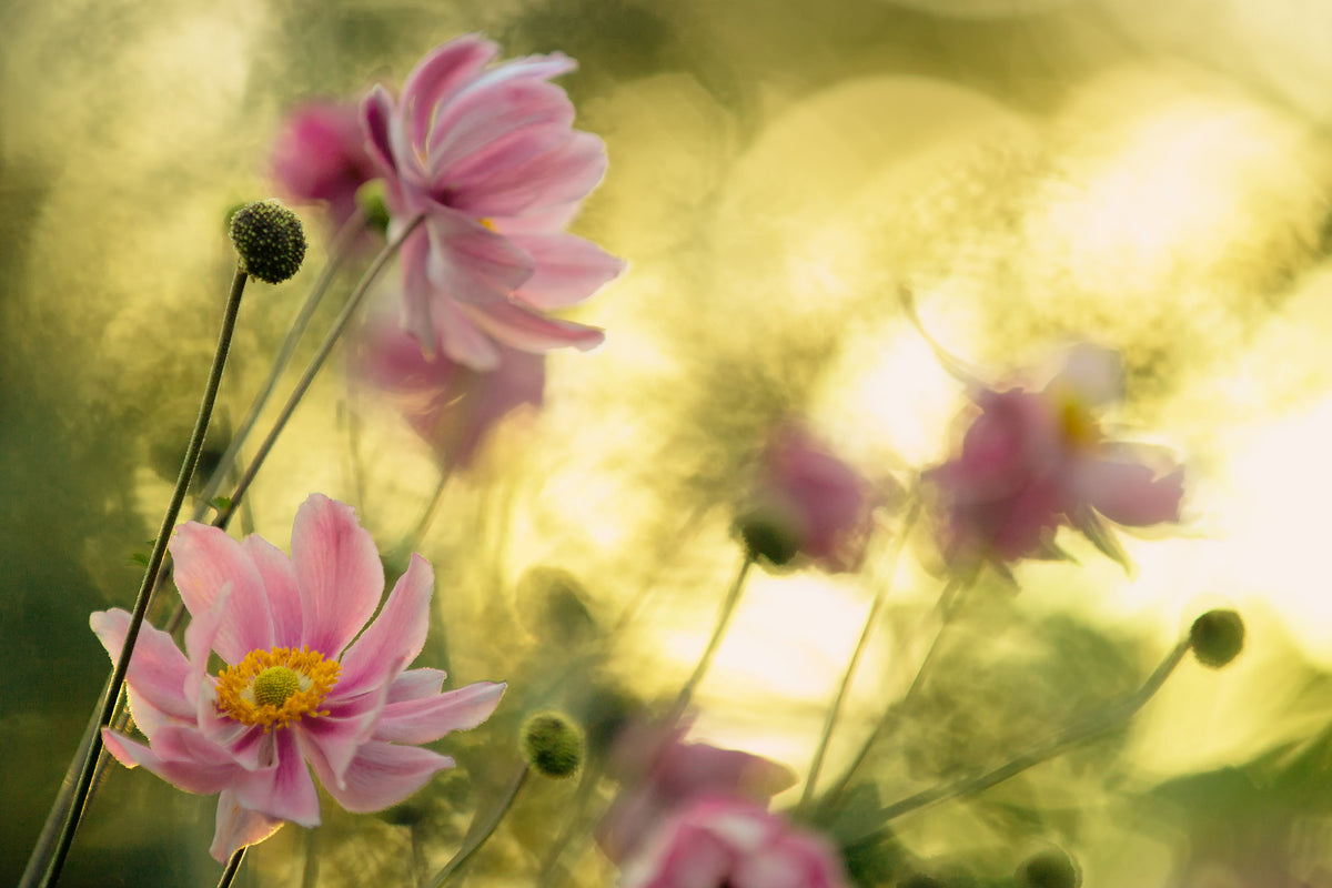 framedcanvas-print-dance-of-the-flowers-x