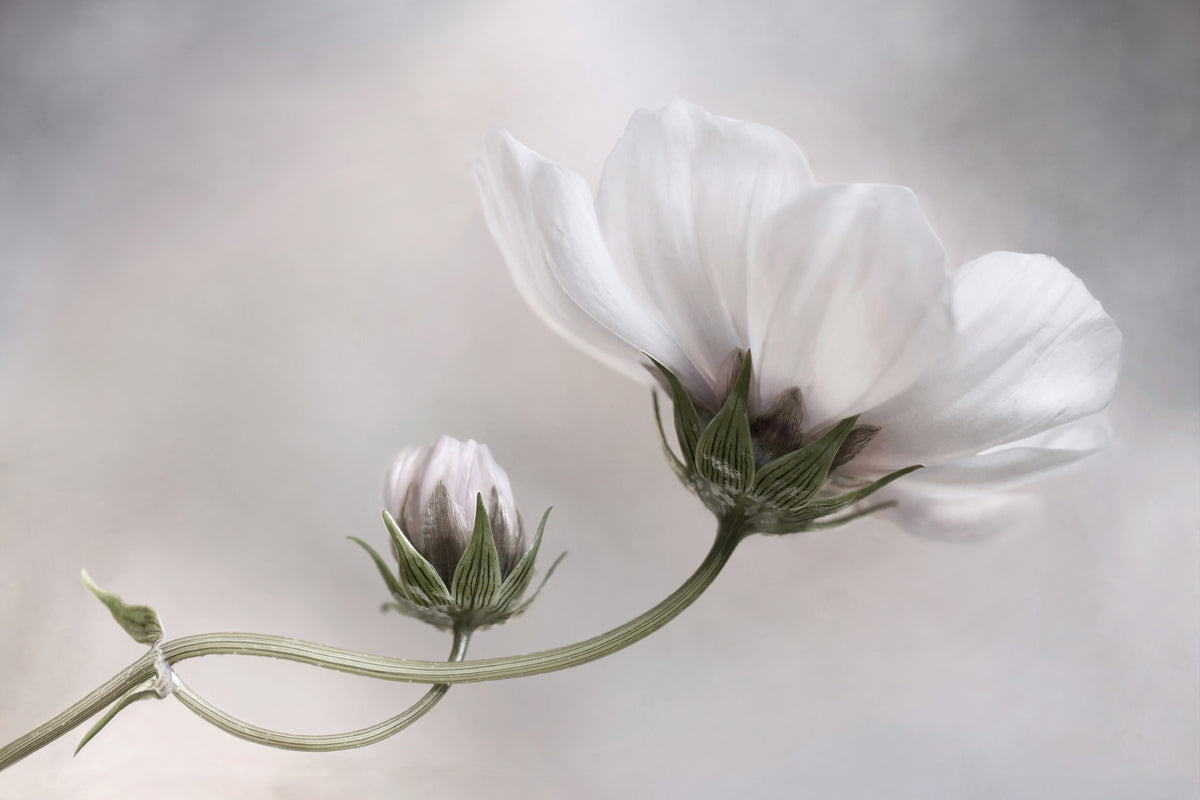 acrylic-print-simply-cosmos