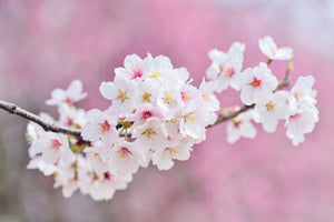 canvas-print-cherry-blossoms-xxl