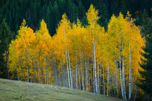 aluminium-print-autumn-xfp