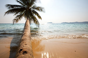 poster-print-palm