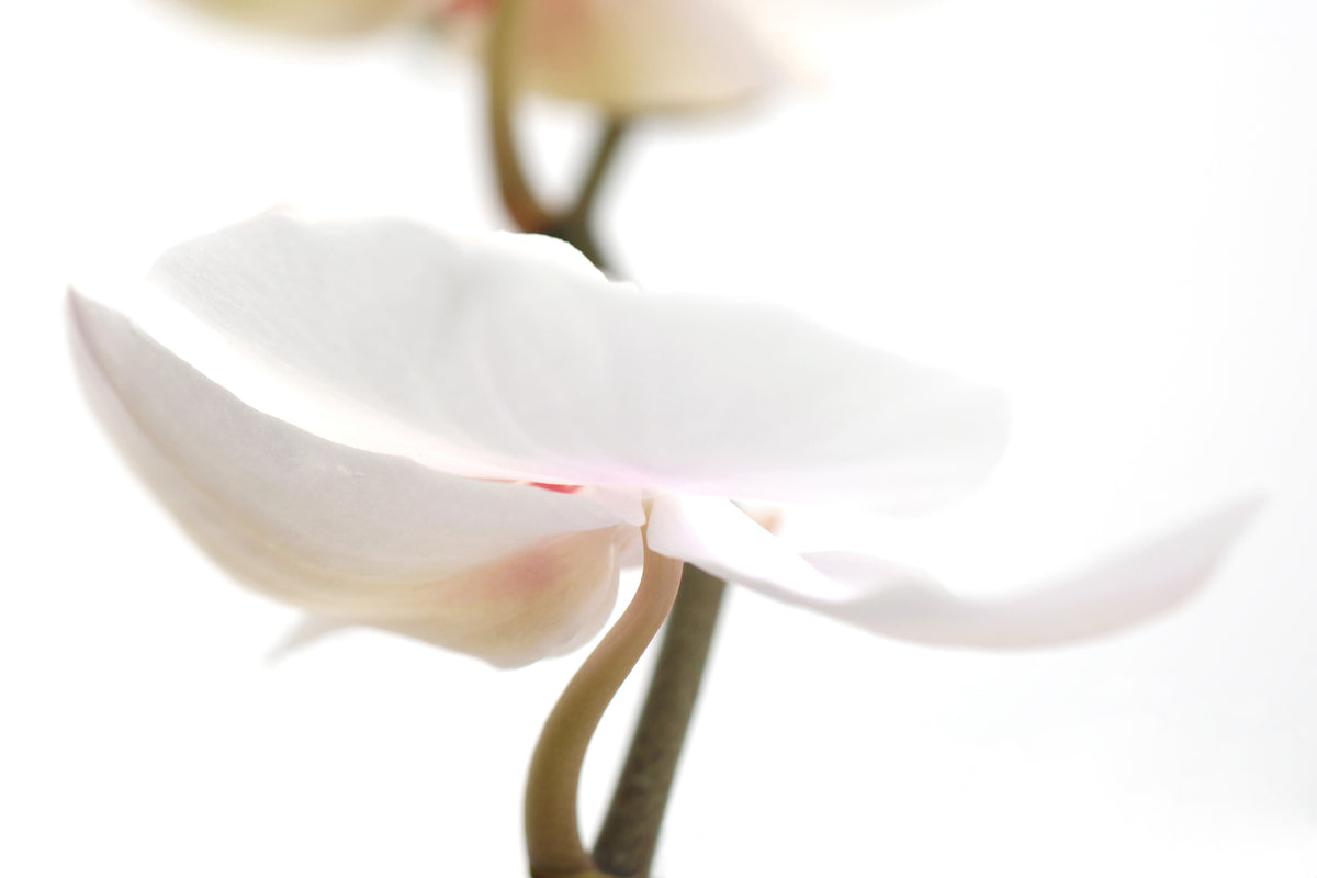 3-piece-canvas-print-xxl-orchid-flower