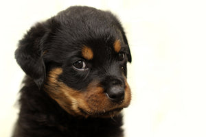 canvas-print-rottweiler-puppy-to-fall-in-love
