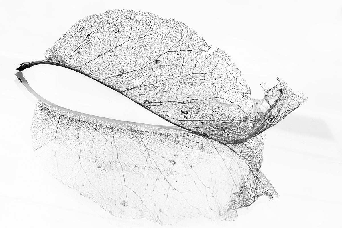 framedcanvas-print-the-old-leaf-x
