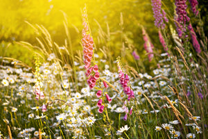 3-piece-aluminium-print-summer-flower-meadow