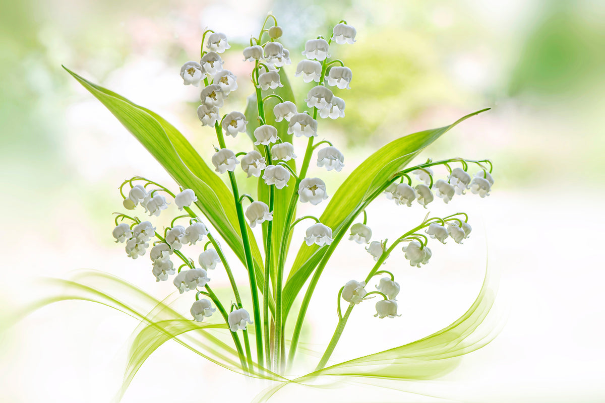 acrylic-print-lily-of-the-valley-ii