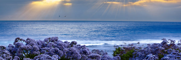 panoramic-aluminium-print-lavender-and-sea-panorama