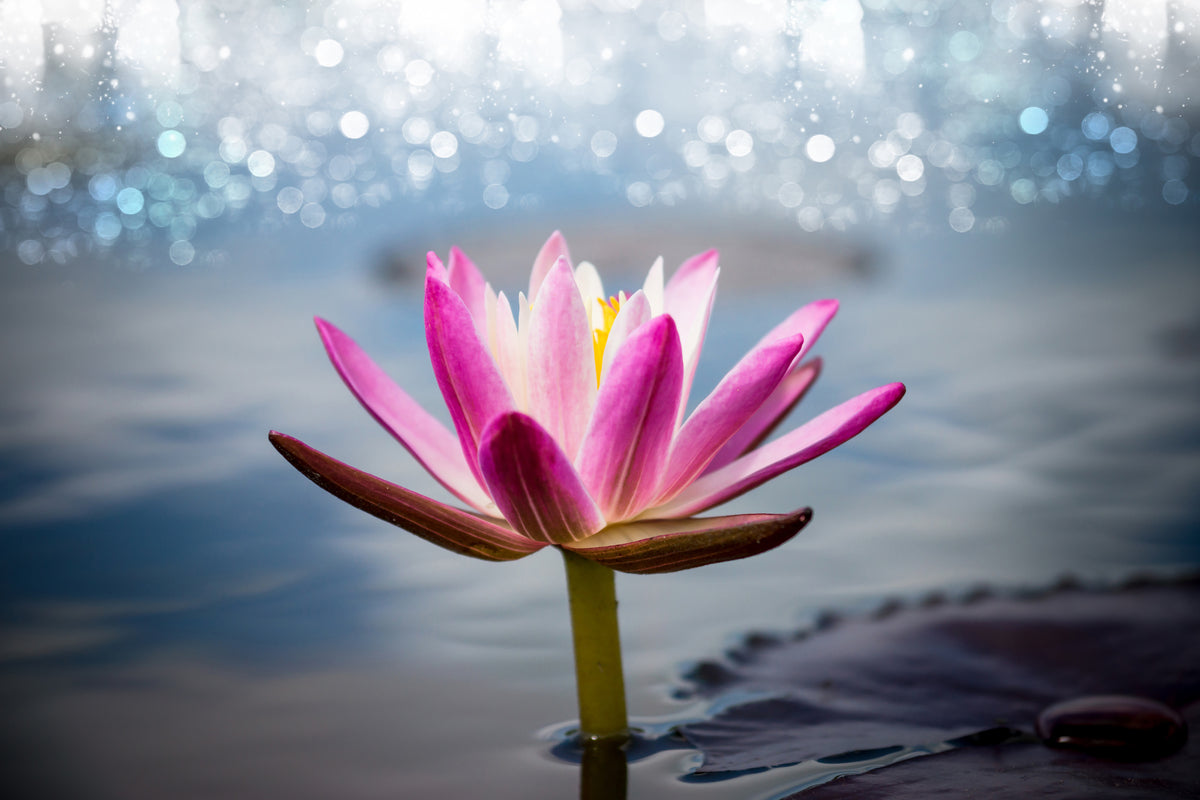3-piece-acrylic-print-lotus-in-the-morning-dew