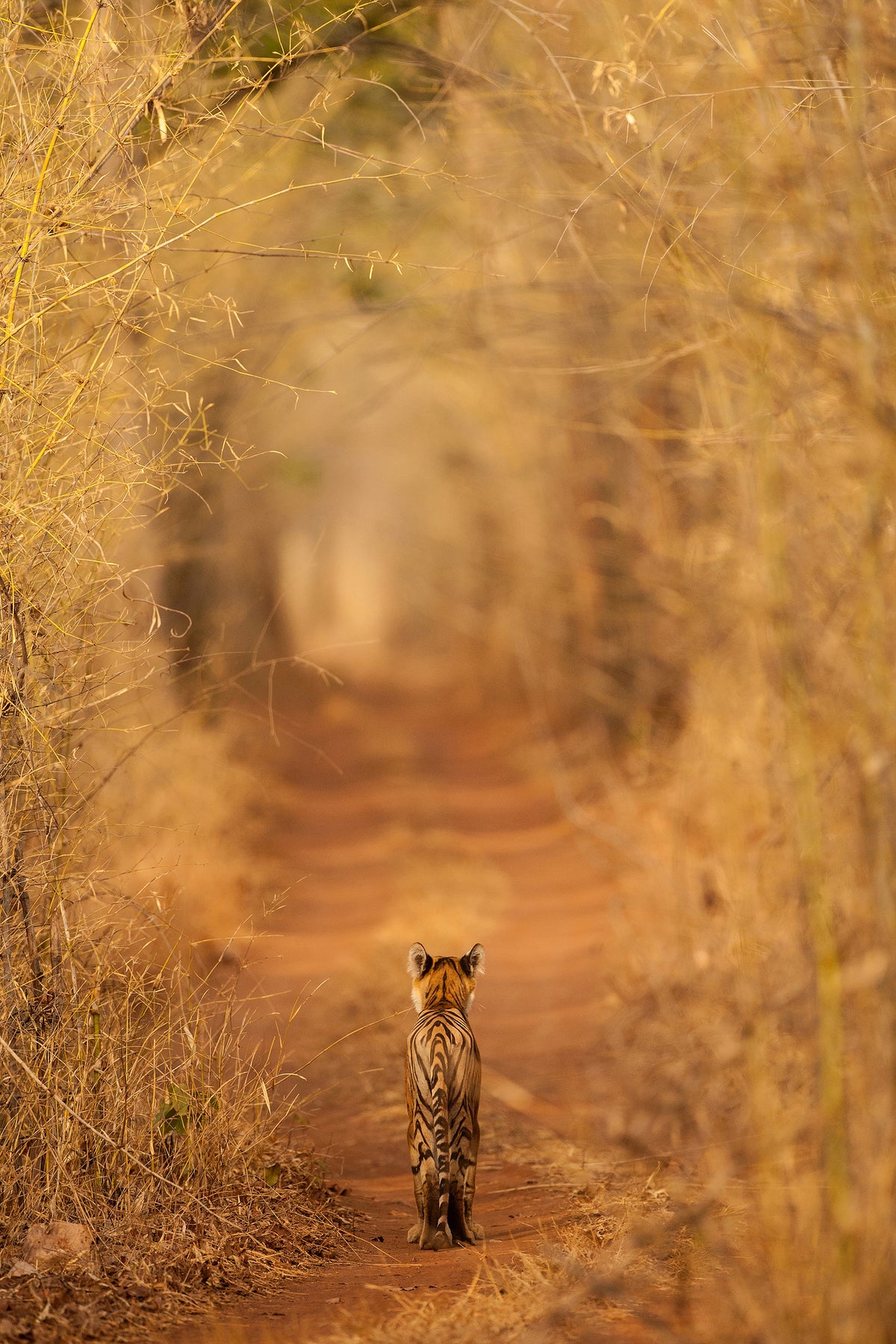 acrylic-print-the-tiger-in-the-tunnel-x