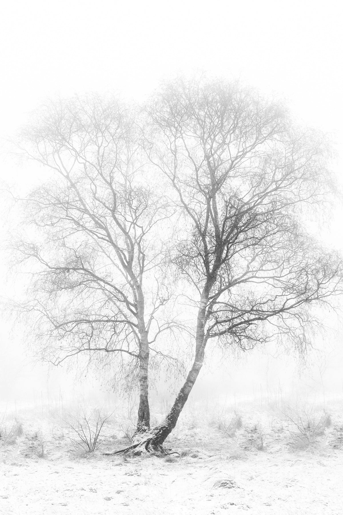 aluminium-print-early-in-the-morning