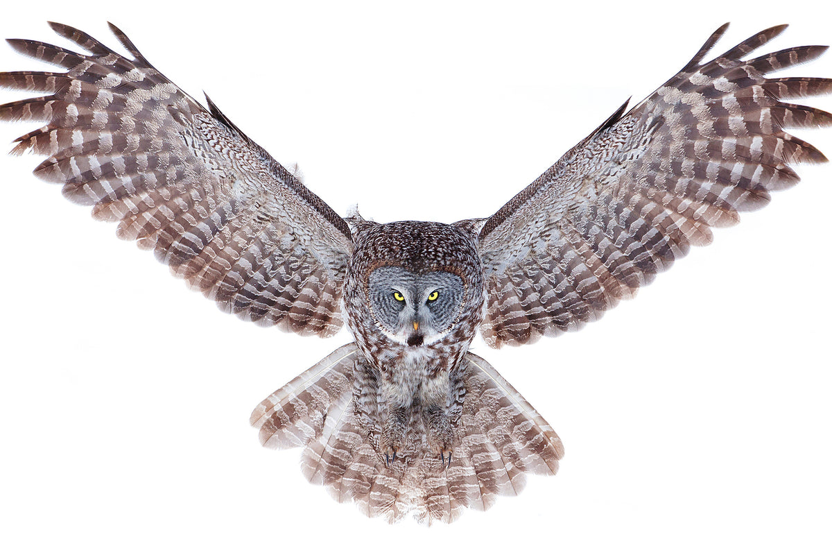 3-piece-canvas-print-power-great-grey-owl