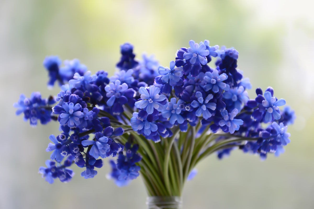 framedposter-print-a-bouquet-of-flowers