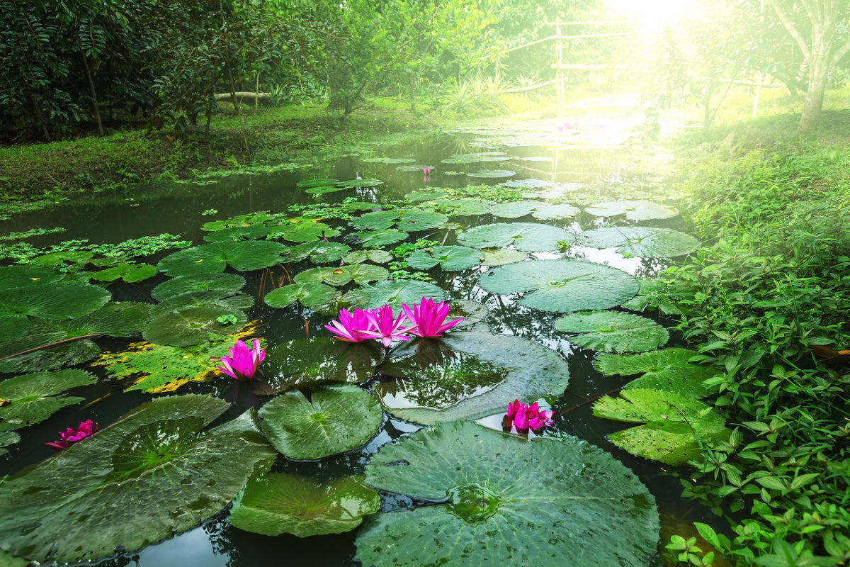 framedcanvas-print-garden-pond