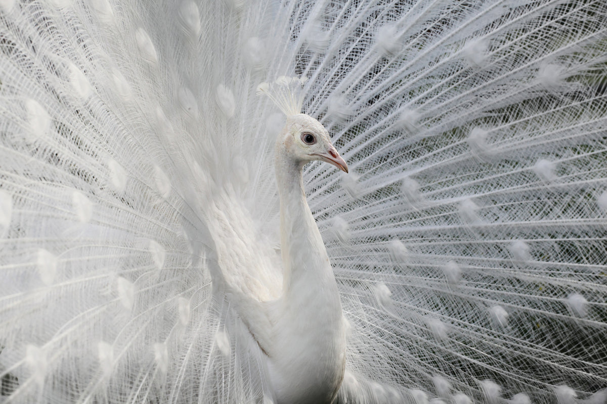 acrylic-print-as-white-as-snow