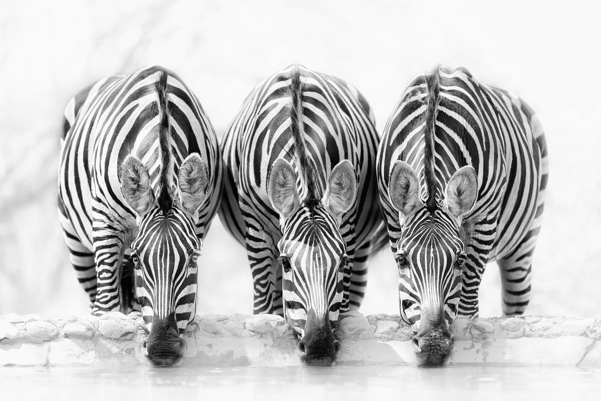 framedcanvas-print-zebras-xbj