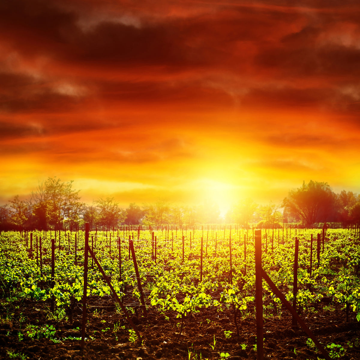 4-piece-acrylic-print-the-vineyard-at-sunset