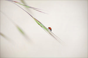 3-piece-canvas-print-ladybug