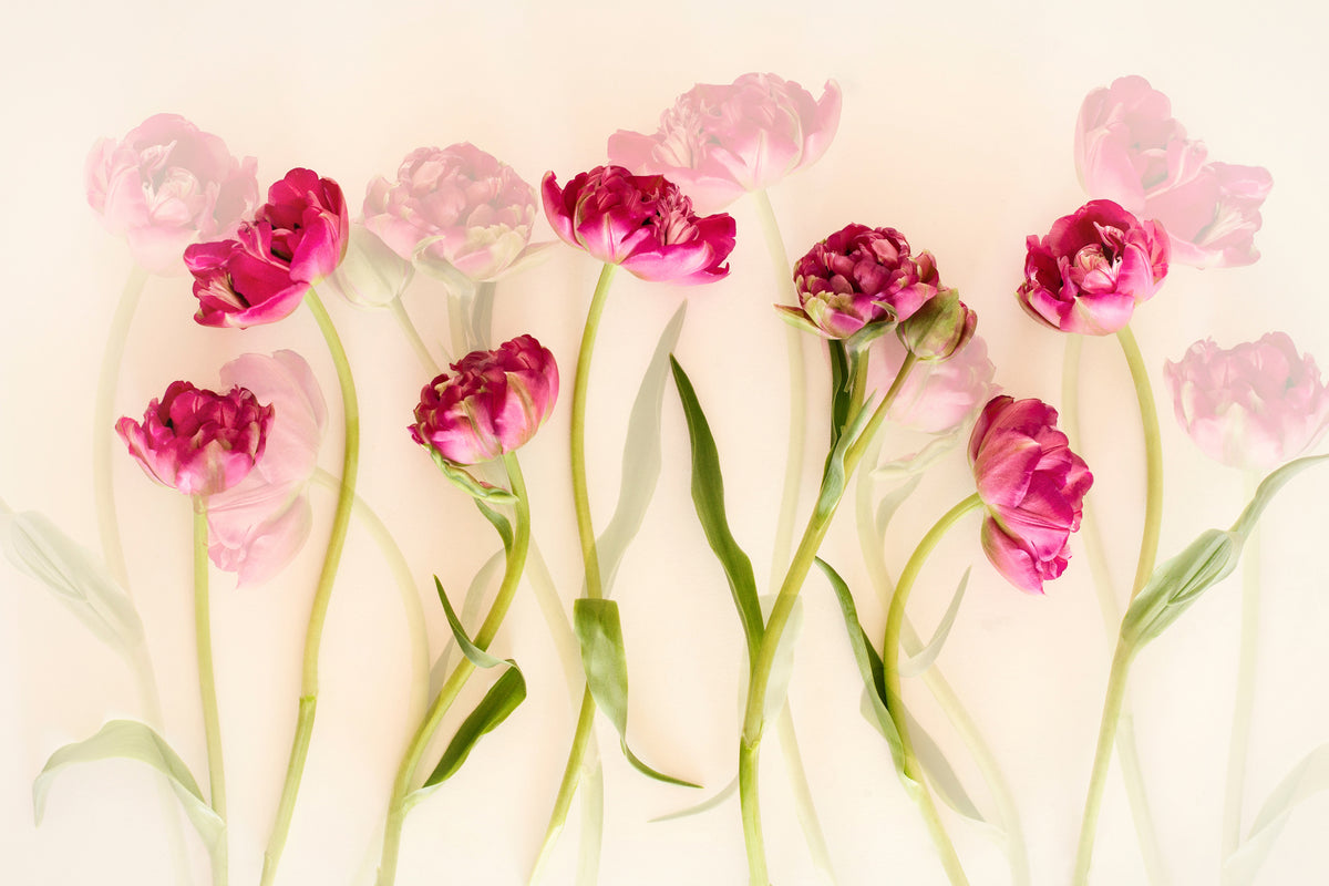 framedcanvas-print-tulips-xgj