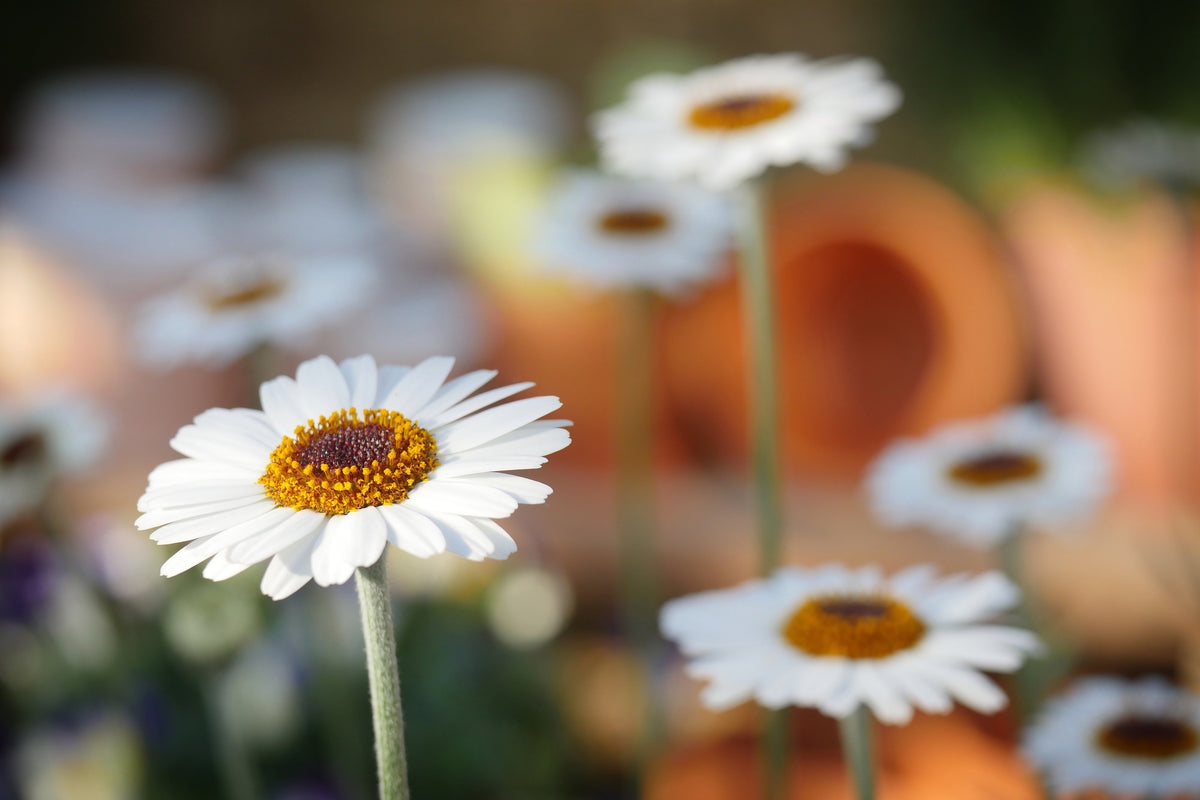 3-piece-canvas-print-daisies-xl