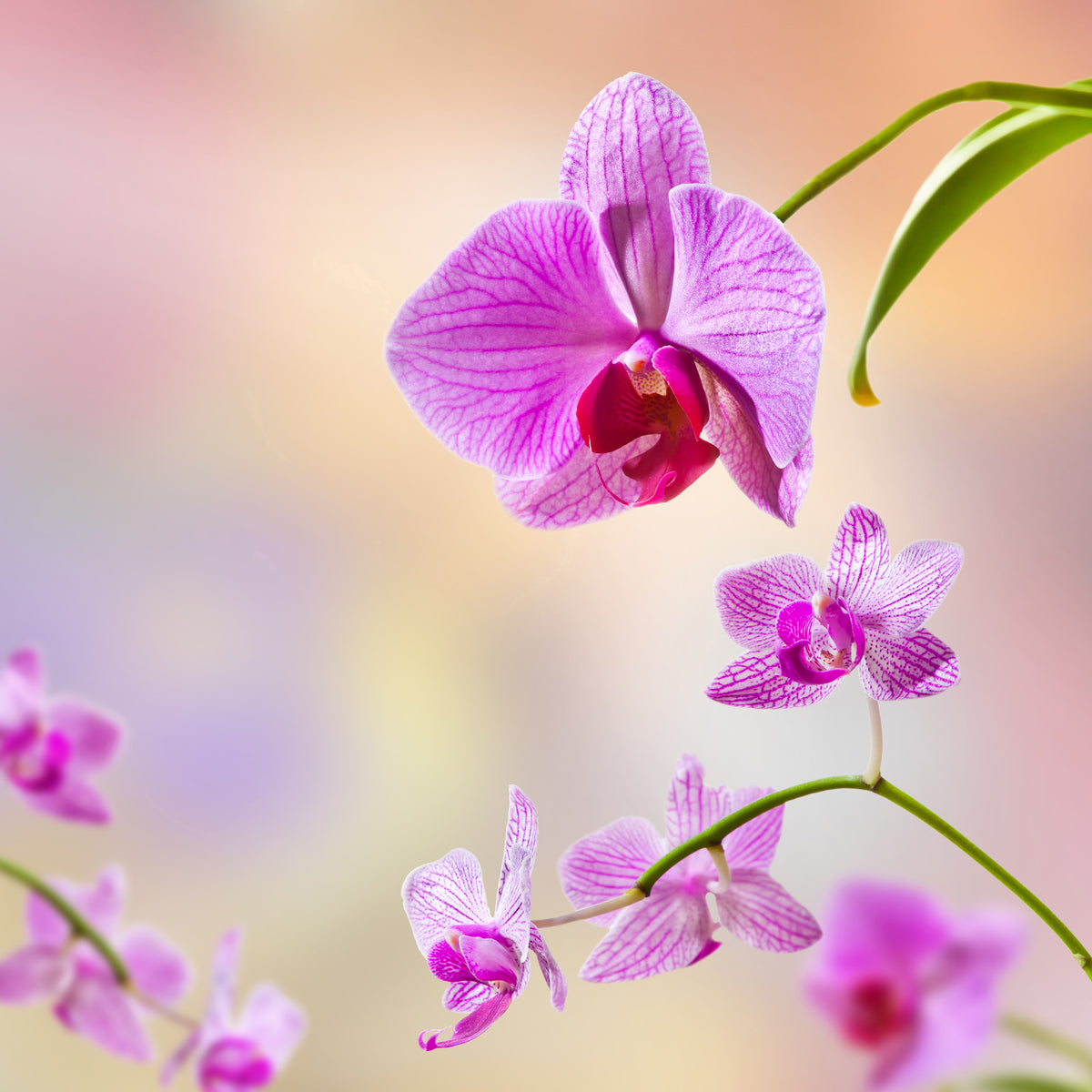 4-piece-acrylic-print-romantic-orchids