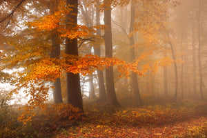 framedposter-print-edge-of-the-woods