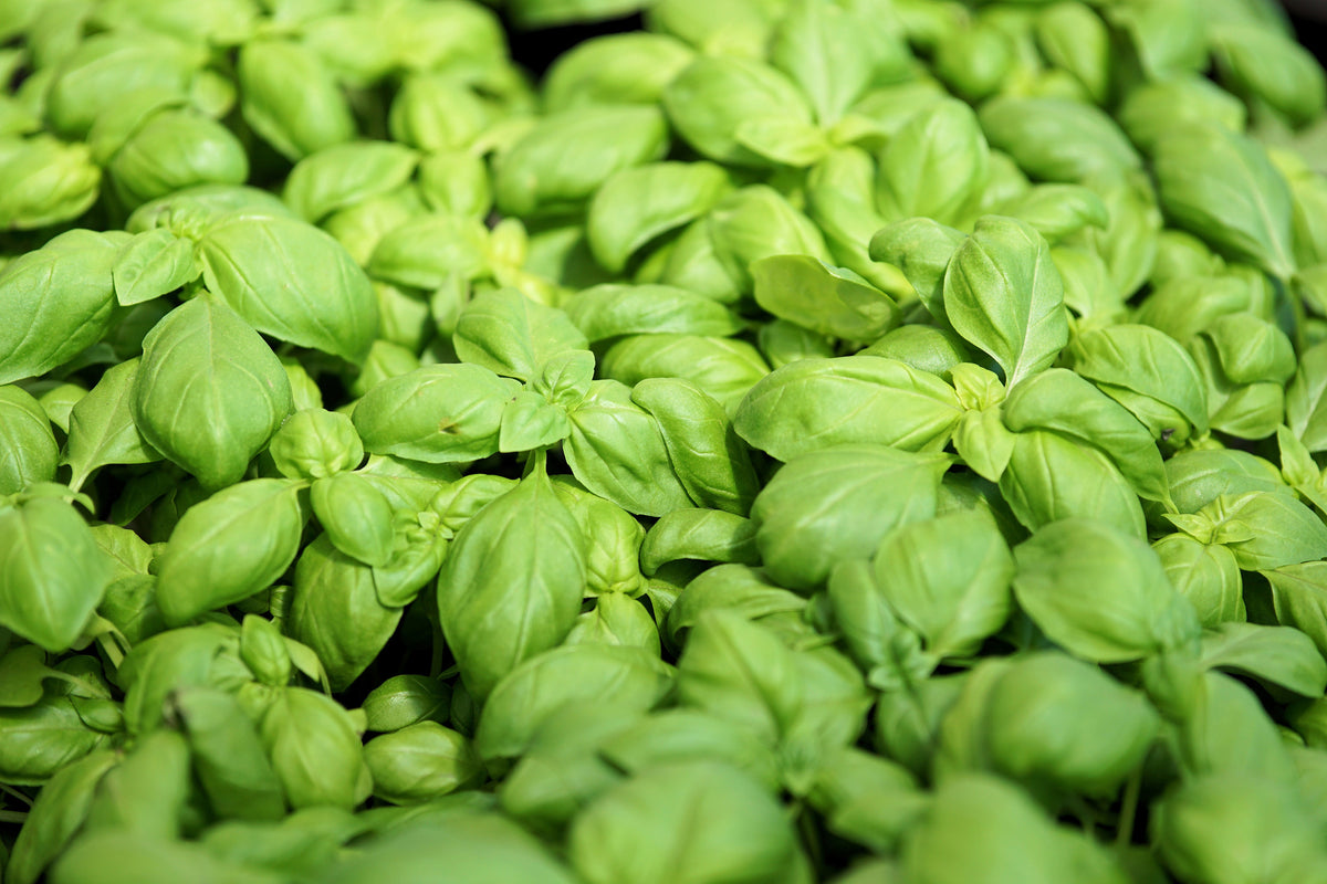 acrylic-print-all-basil