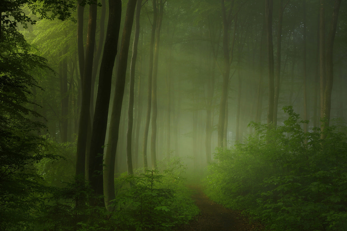 acrylic-print-forest-morning