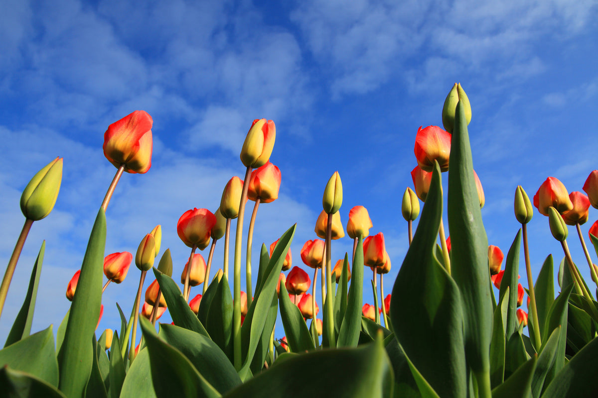 3-piece-acrylic-print-tulips-tower-to-the-sky