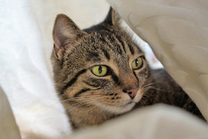 3-piece-aluminium-print-favorite-cat