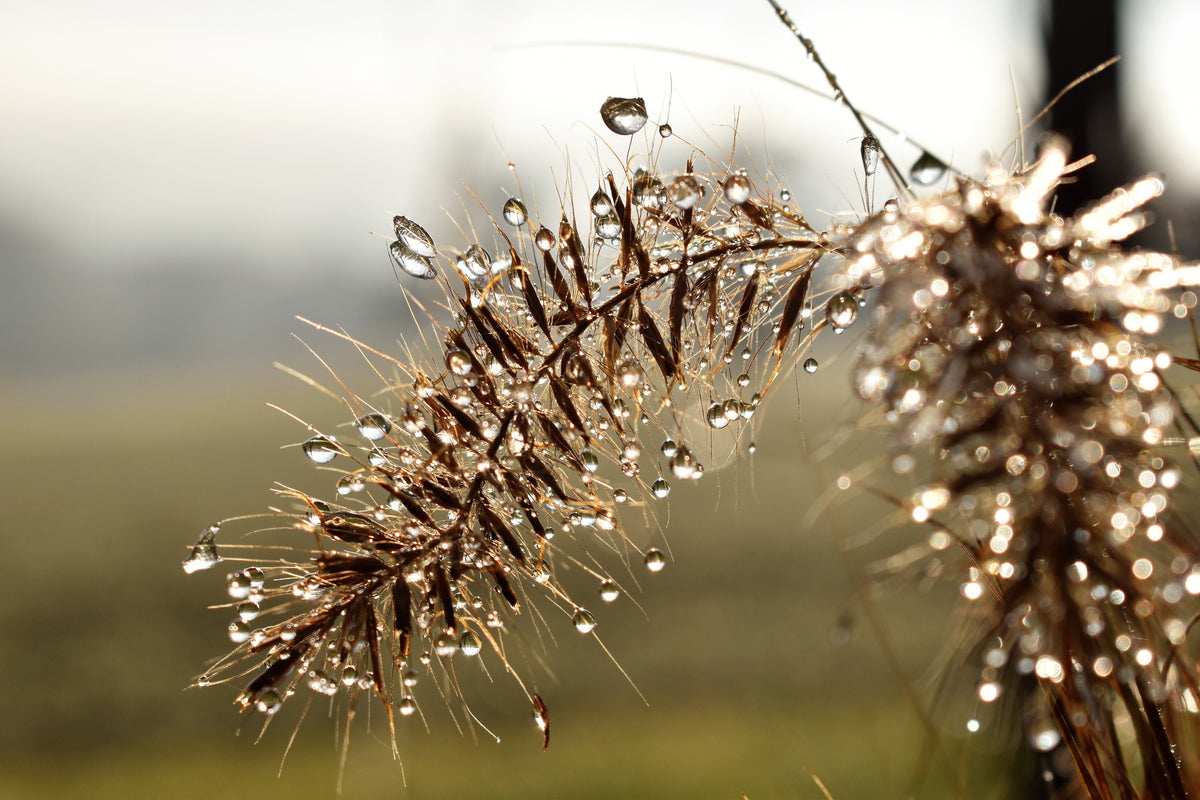 3-piece-canvas-print-drops-of-nature