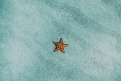 poster-print-the-little-starfish
