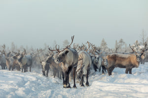 framedposter-print-reindeers-x