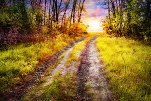 framedposter-print-the-forest-path