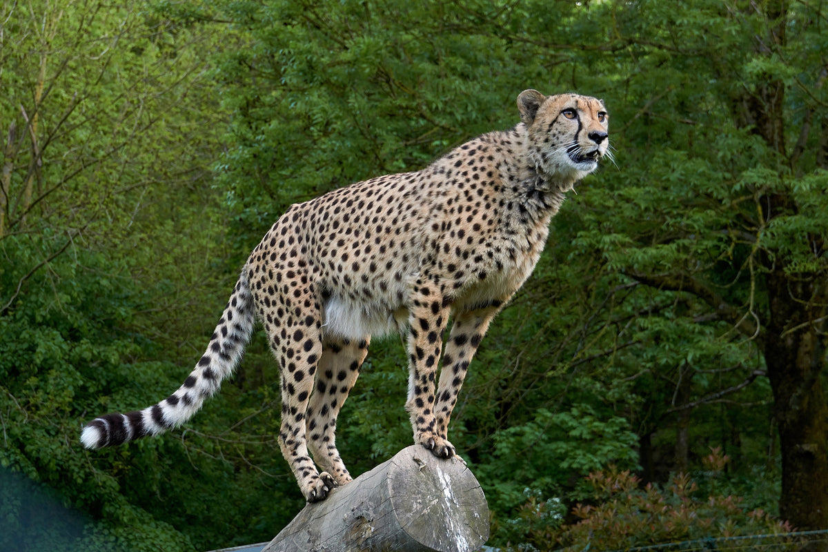 framedcanvas-print-cheetah-on-the-go