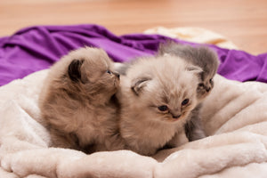 acrylic-print-kitten-trio-to-fall-in-love