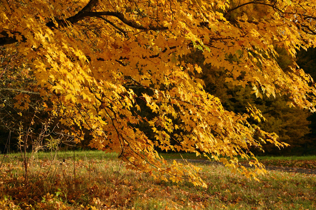 aluminium-print-the-magnificent-autumn-tree