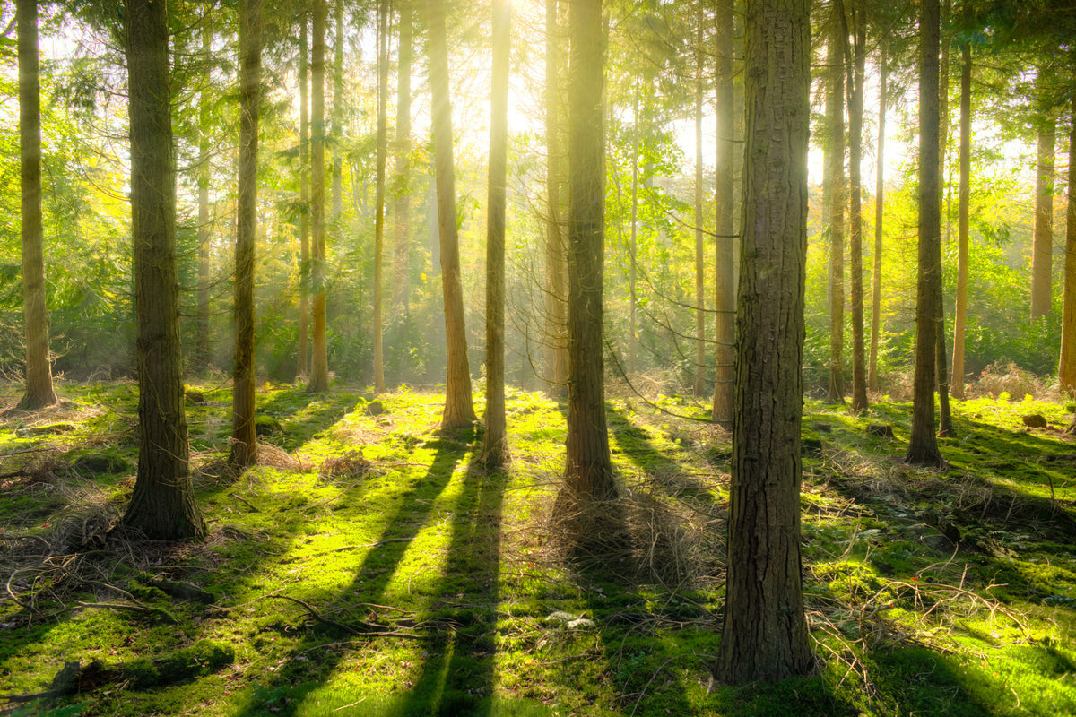 modern-3-piece-acrylic-print-in-the-middle-of-the-woods