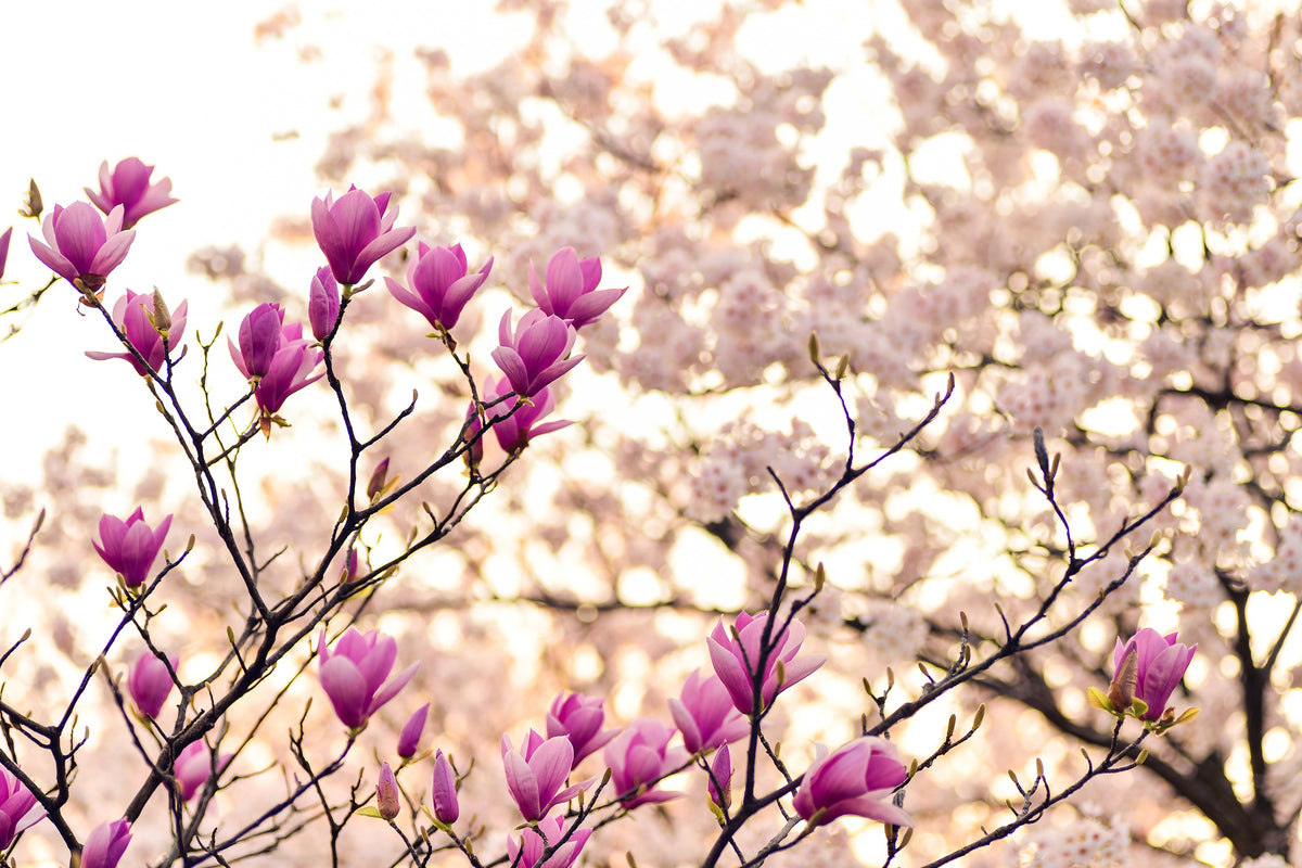 3-piece-acrylic-print-beautiful-magnolia-xl