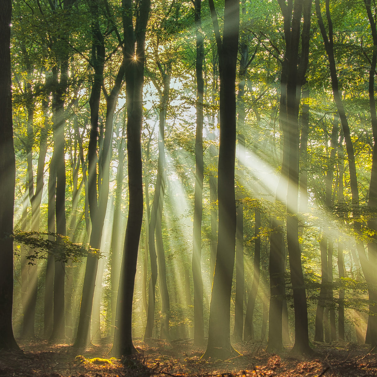 poster-print-sunny-start-to-the-day